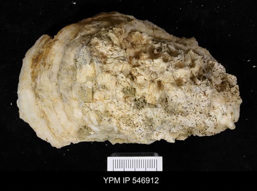 undet. Clionidae