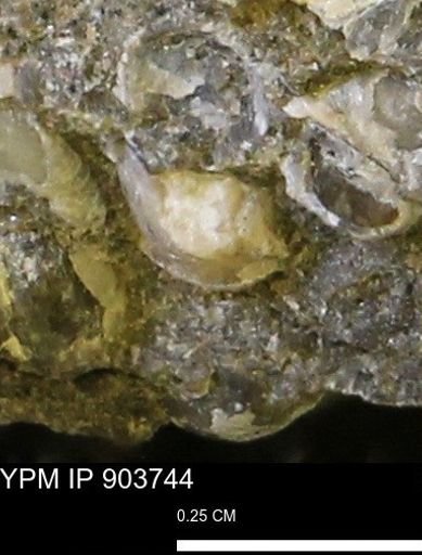 Corbulamella?