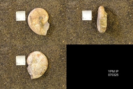 Hoploscaphites comprimus