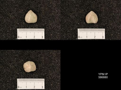Rhynchotrema capax