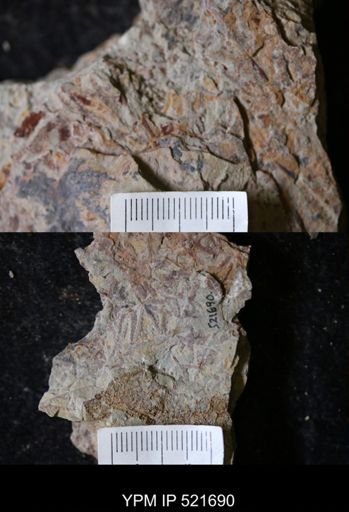 undet. Ophiuroidea