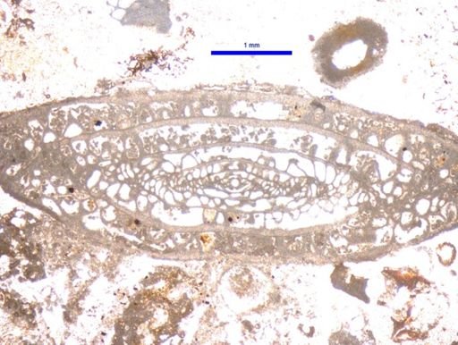 Schwagerina emaciata