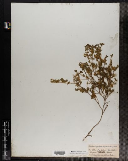 Plantae