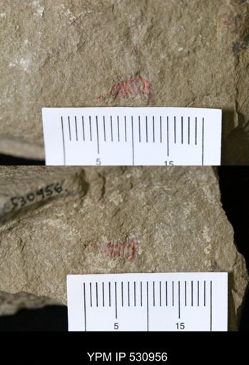undet. Synziphosurina