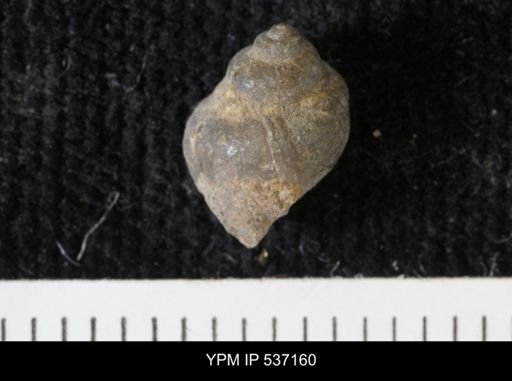 Viviparus montanaensis