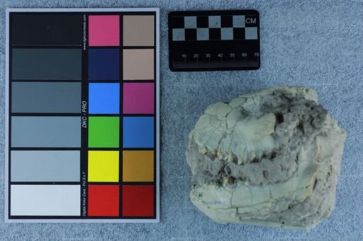 Eporeodon sp.