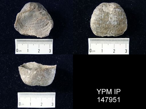 Pustula nebrascensis