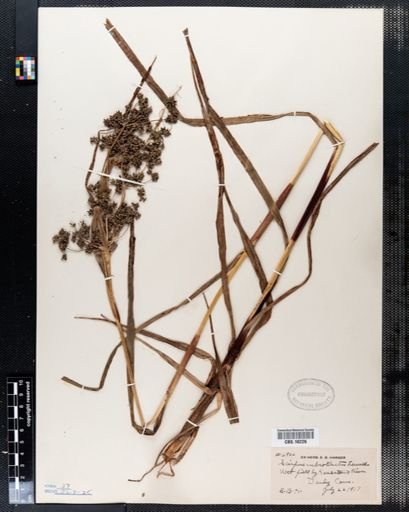 Scirpus rubrotinctus