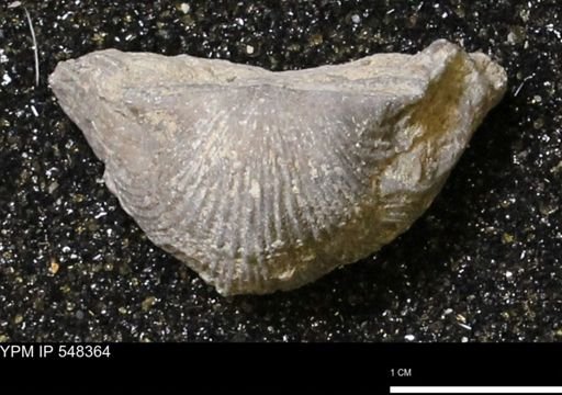 Stropheodonta navalis