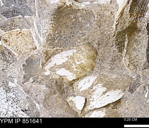 Limopsis striatopunctatus