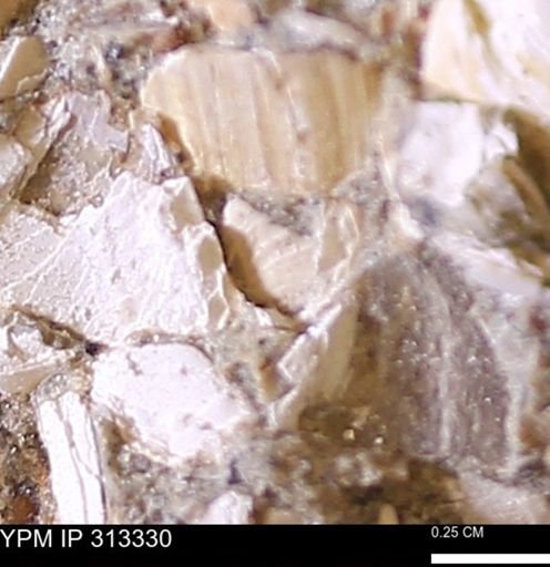 Corbicula sp.