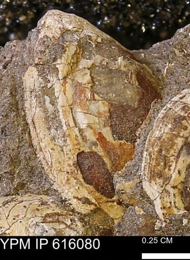 undet. Bivalvia