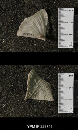 Neospirifer triplicatus gibbosus
