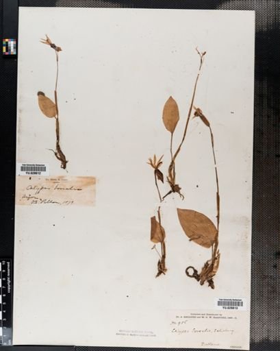 Calypso bulbosa
