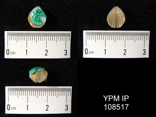 Rhynchospira formosa