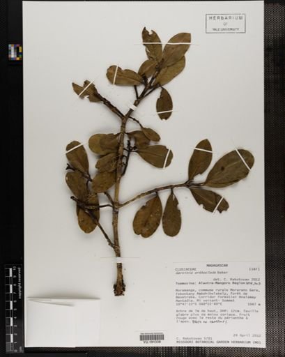Plantae