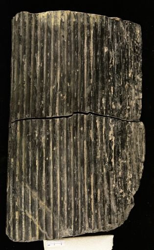 Sigillaria sp.