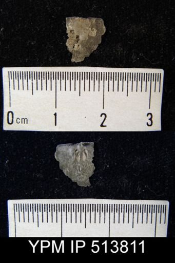 Pholidostrophia iowaensis