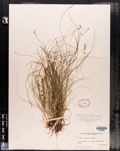 Carex disperma