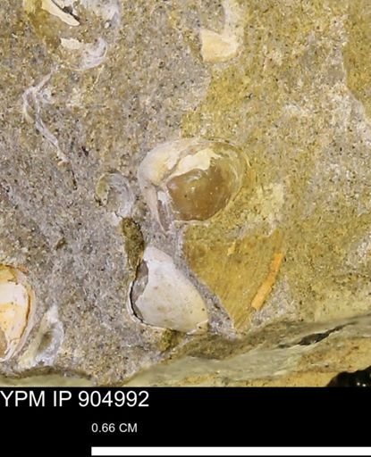 Corbulamella sp.
