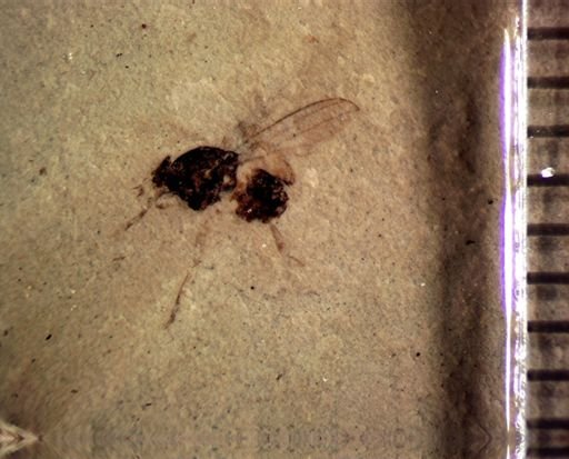 undet. Diptera