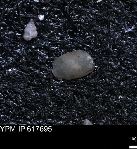 undet. Ostracoda