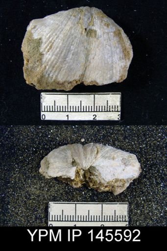 Spirifer sp.