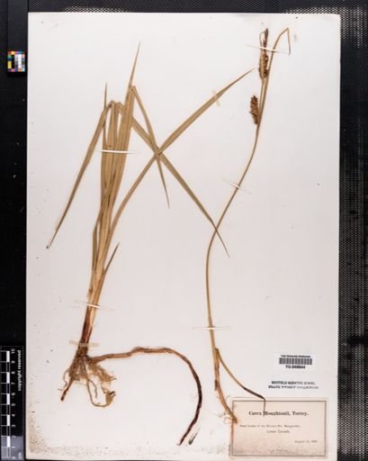 Carex houghtonii