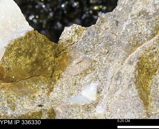 undet. Mollusca