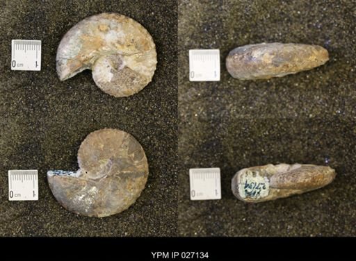 Discoscaphites conradi