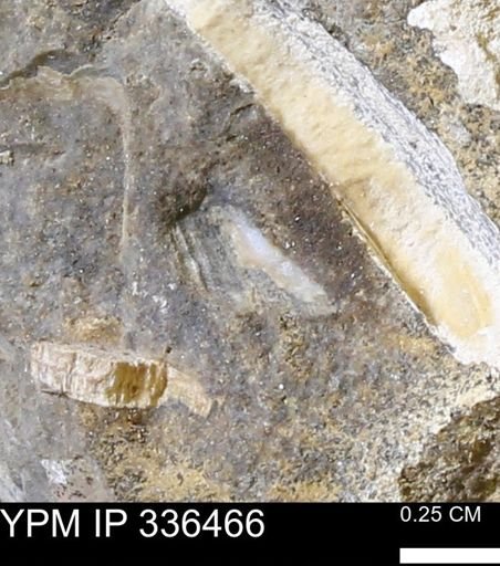 undet. Mollusca