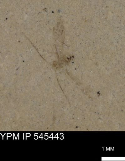 undet. Insecta