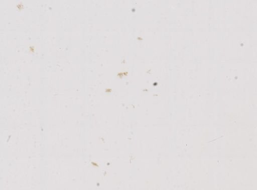 Amnicola decisa