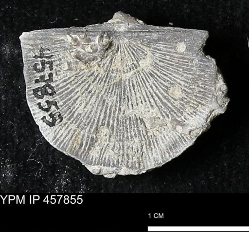 Strophodonta sp.