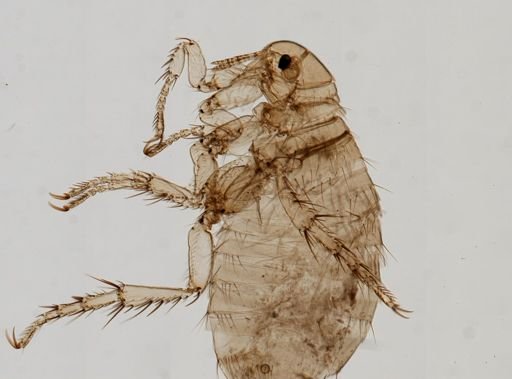 Pulex irritans