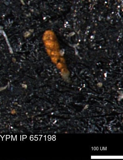 Verneuilinoides kansasensis