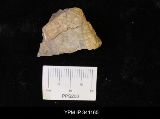 Inoceramus sp.