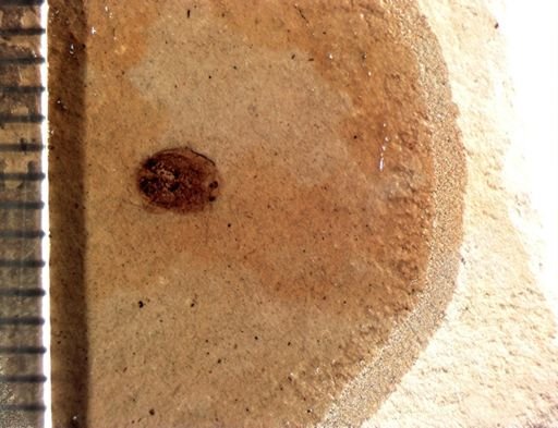 undet. Coleoptera