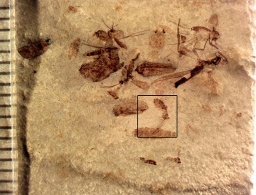 Psocoptera?