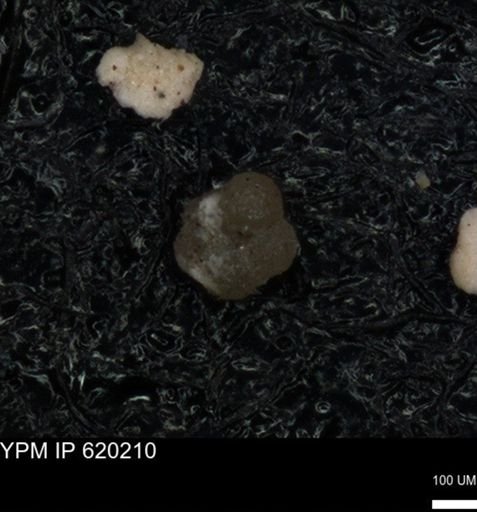 undet. Foraminiferida