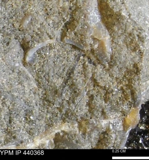 undet. Bivalvia