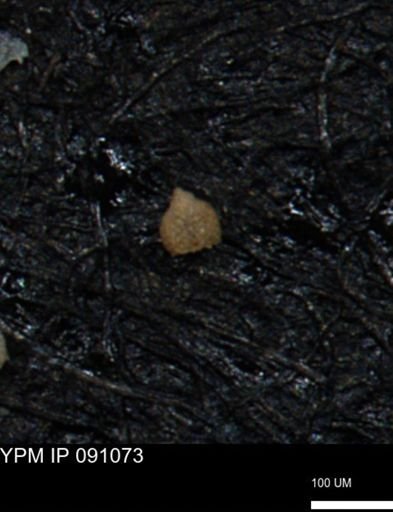 Clathrocyclas irrasa