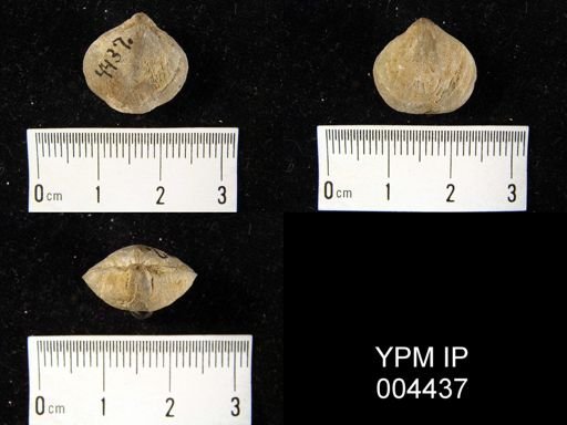 Merista sp.