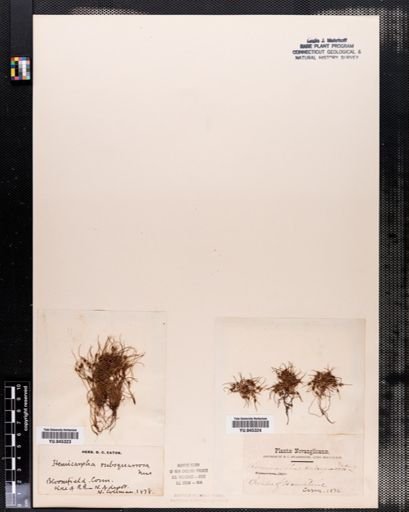 Hemicarpha subsquarrosa