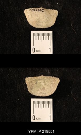 Chonetes granulifer