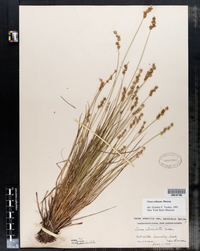 Carex echinata