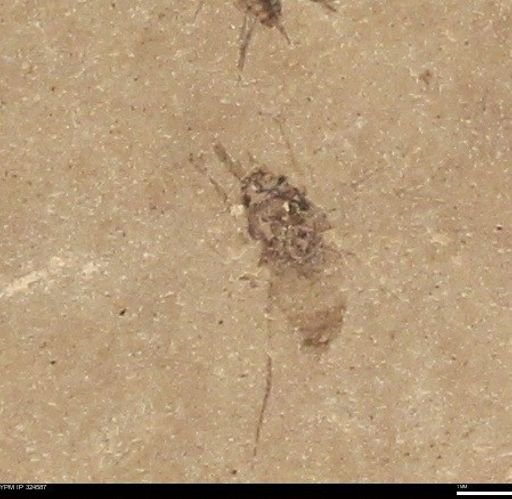 undet. Insecta