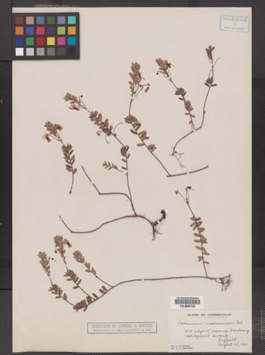 Vaccinium macrocarpon