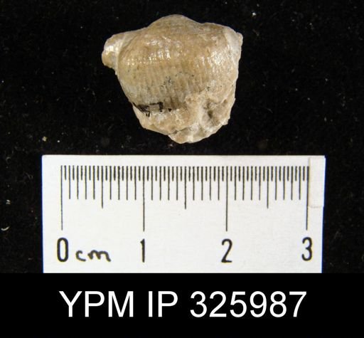 Marginifera schellwieni?
