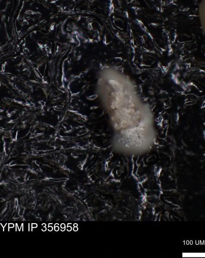 undet. Foraminiferida